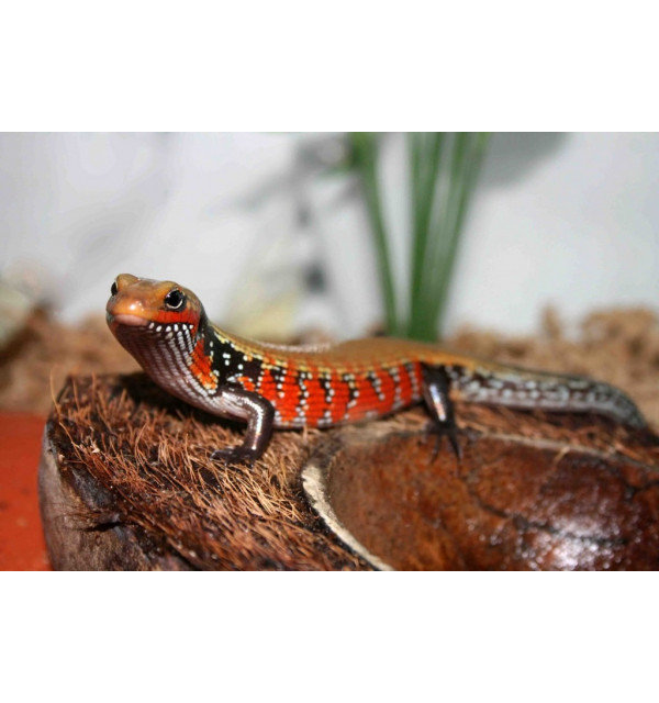 匠志萌宠乐园之两栖爬行类之蜥蜴目普法介绍