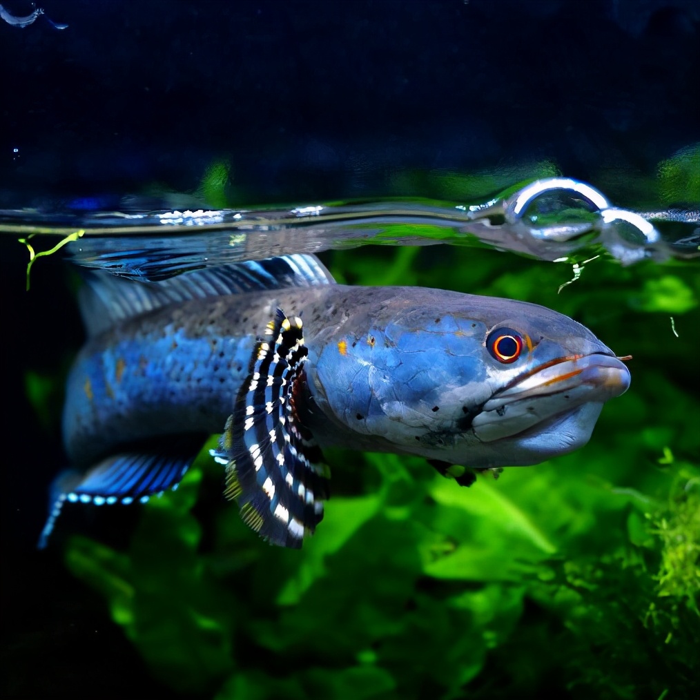 霸道的五顔六色的雷魚 既好看又育種 我們應該如何飼養它 飼養五顔六色的鳐魚龍魚的魚缸必須有蓋子 五顔六色的龍魚進入水箱前的超溫水是無法避免的 五顔六色的雷龍魚的水溫是免費的 喂食五顔六色的人造絲可以訓練你互動 五顔六色的雷霆龍的選擇隻是看看狀态 五顔六