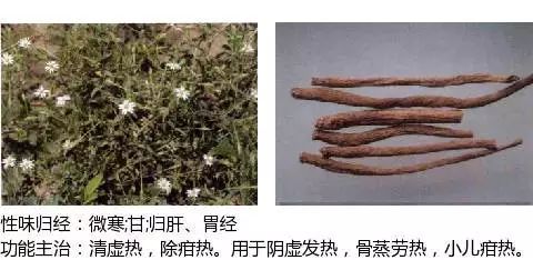 300个中草药图谱（附主治功效），知道一半就太牛了（上）