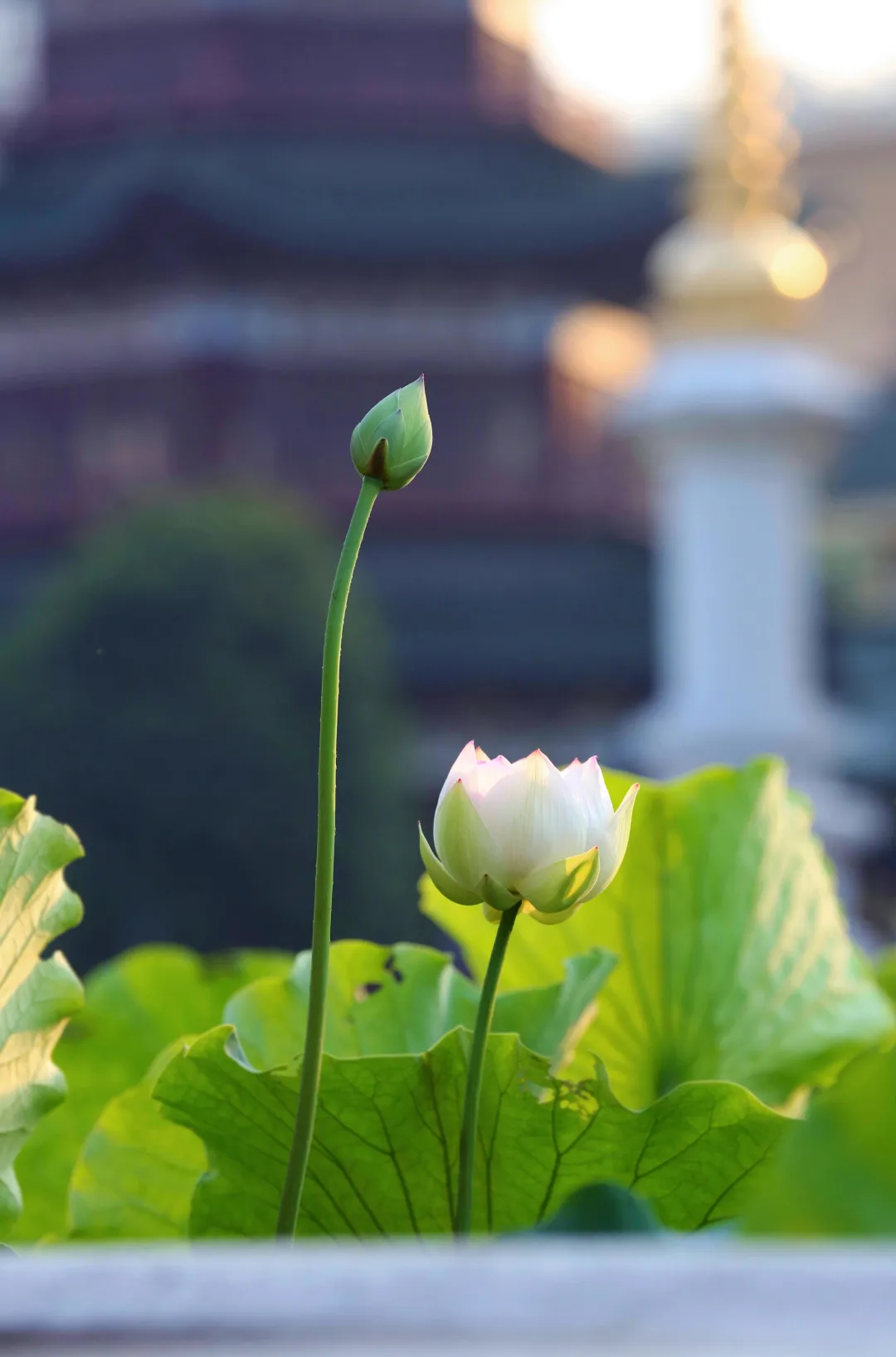 他用八块钱素餐温暖广州