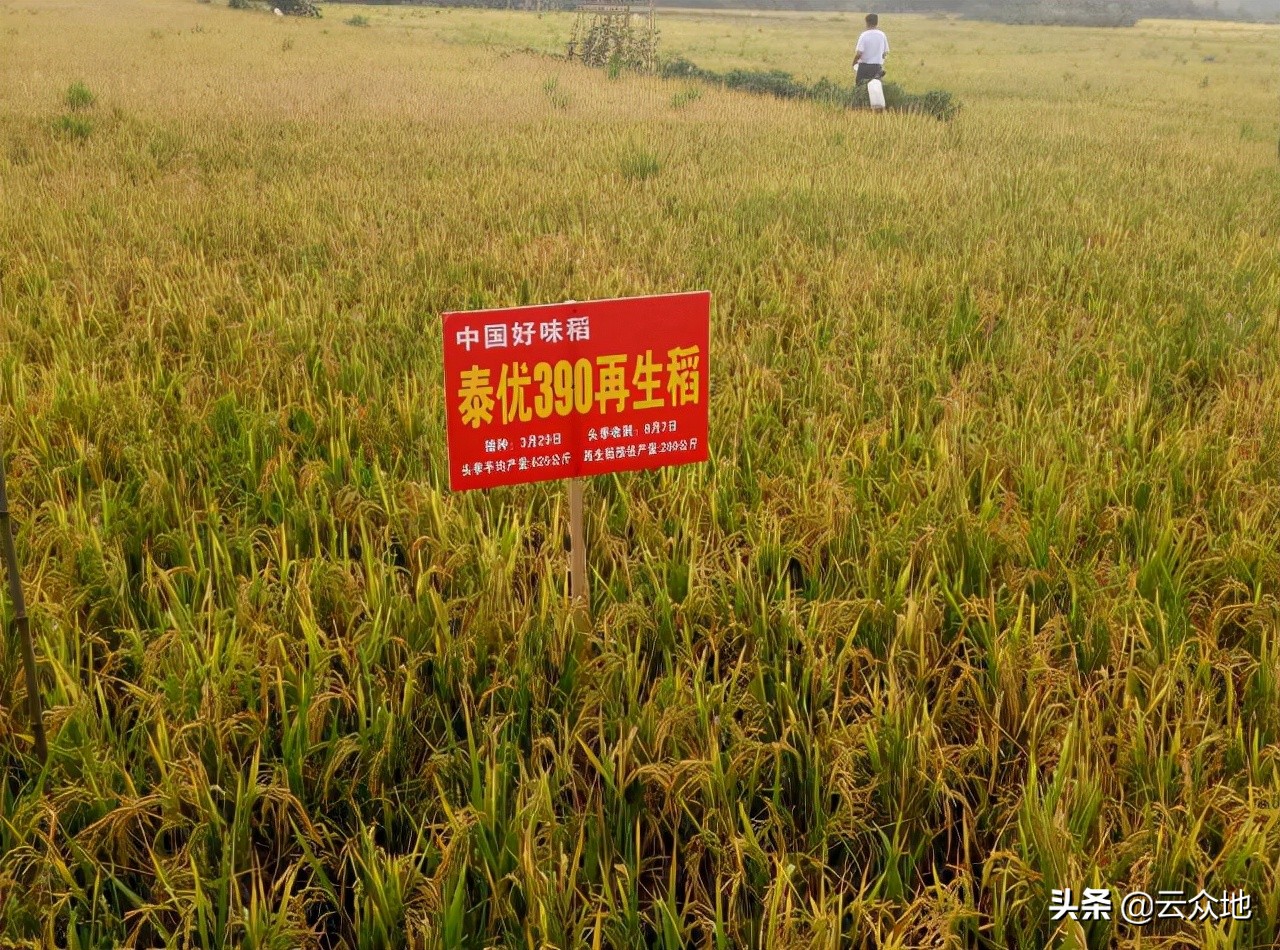 黄华占水稻价格优质杂交稻泰优390