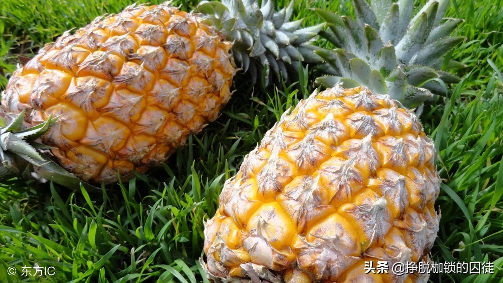 吃菠蘿上火還是降火（拔牙后吃菠蘿傷口疼是什么原因）