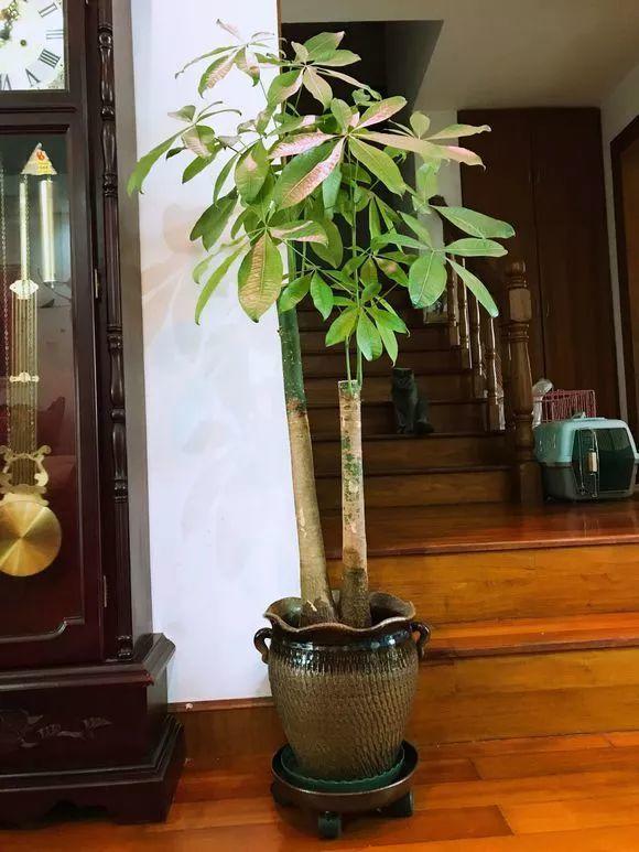 养杜鹃花关键在浇水上，学一招，省事还不用担心烂根！