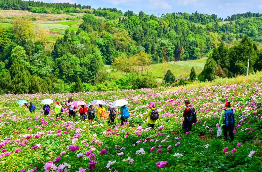 30000亩芍药花开!成都出发1.5h,免费赏花、徒步、游山…绝了