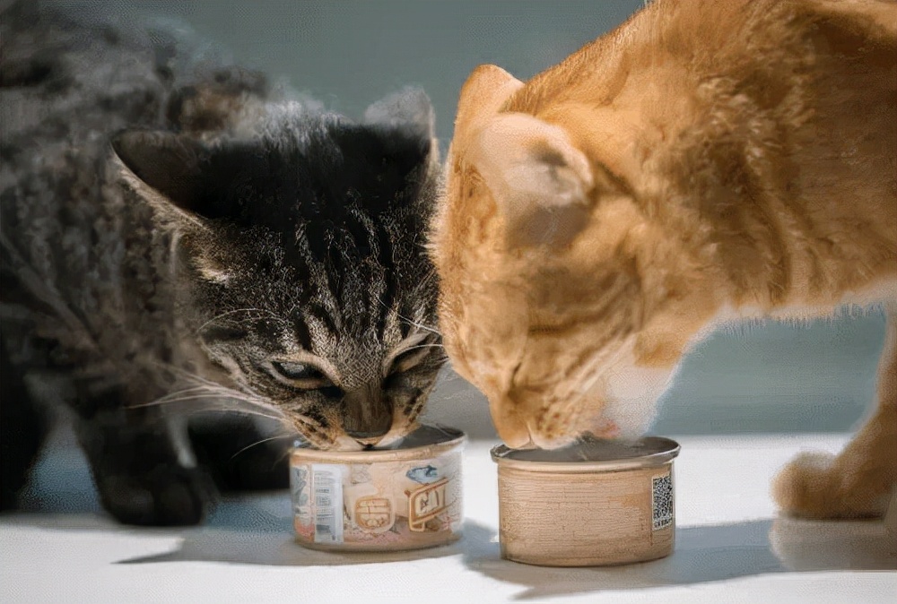 猫咪掉毛怎么办（撸猫一时爽，掉毛“火葬场”，猫咪掉毛严重怎么办？）