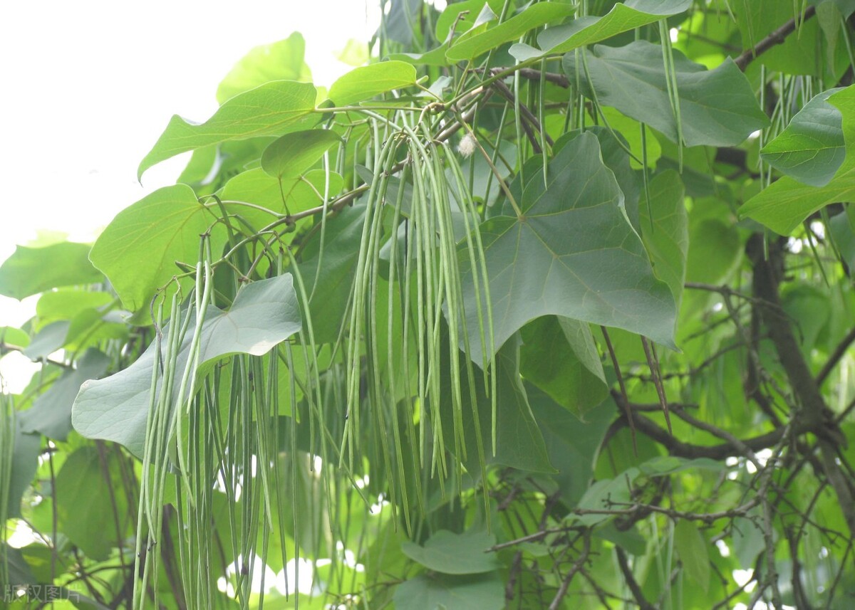 夏天太热，教你做干豆角，下锅前多加1步，豆角好吃易保存