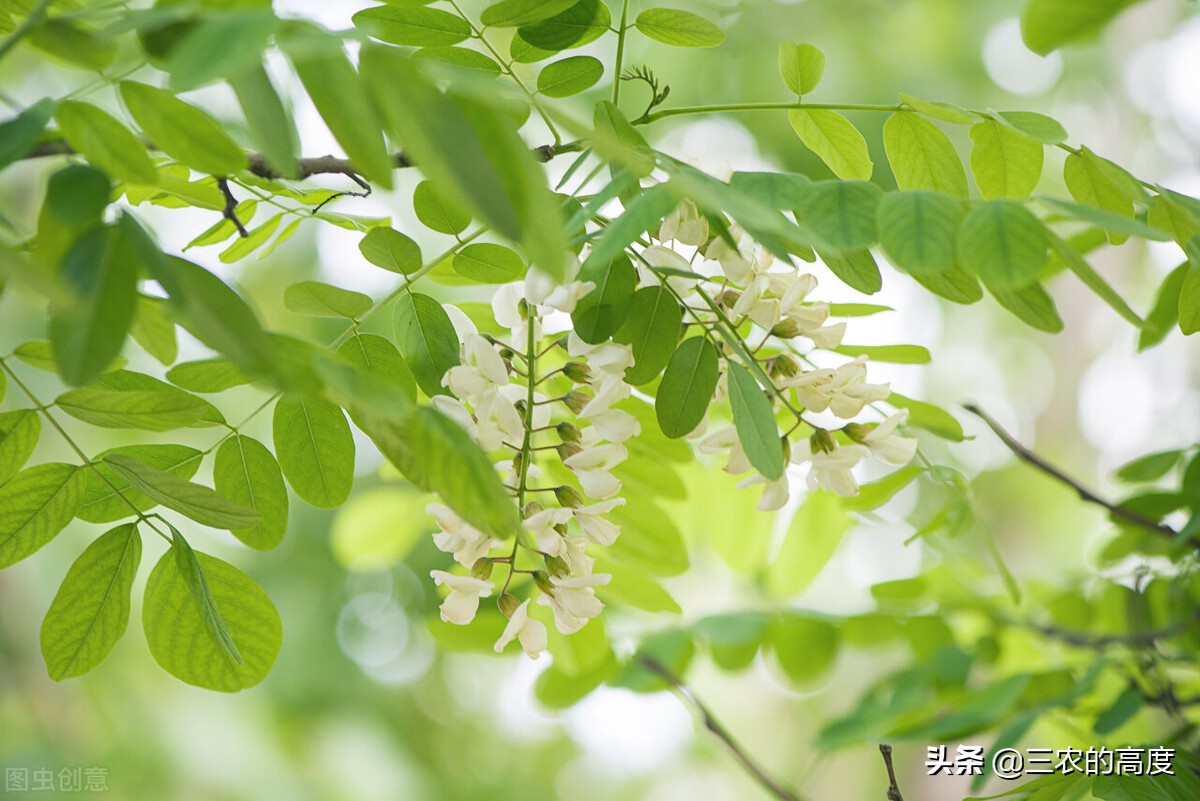 乡野间的“野菜”一年四季都有，但你不一定认识，看你吃过几种？