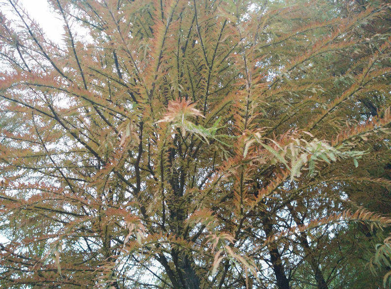水杉圖片,