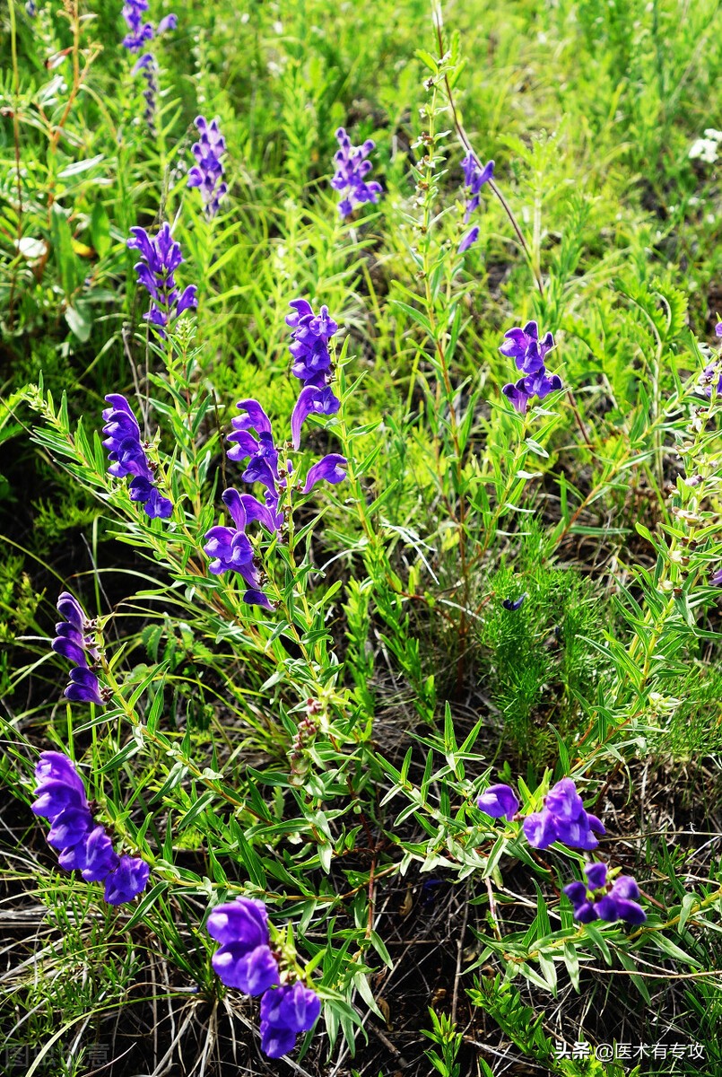 每天一味中药～黄芩