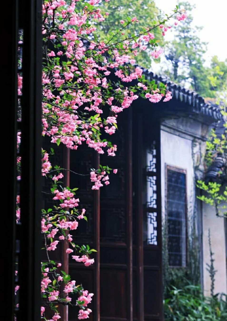 「送你一朵小红花」岁月静好，花开有韵。与花相悦，芳香幽远