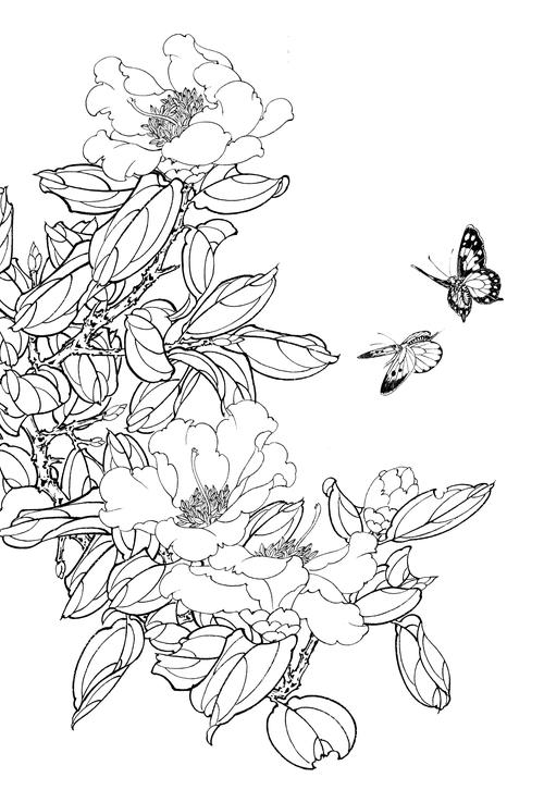 茶花高清白描线稿图片下载53幅