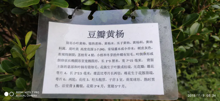 陪你一起看湖北省广水一中①——走进植物王国