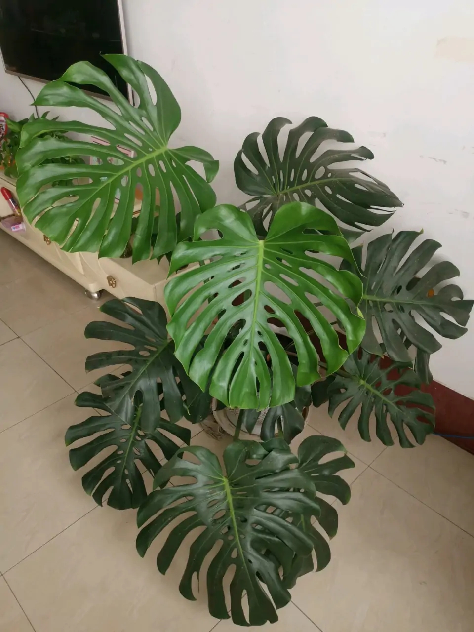 花卉绿植盆栽有什么推荐（100种室内盆栽花草图鉴）