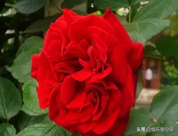 人活着；不喊累，不认输，不低头，不哭穷