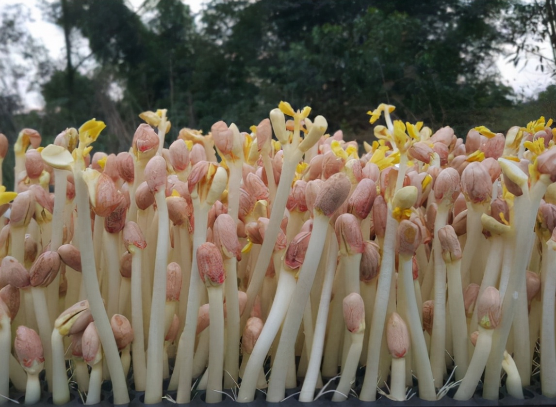 花生芽能吃吗有毒吗 -生活知识库-动动脑