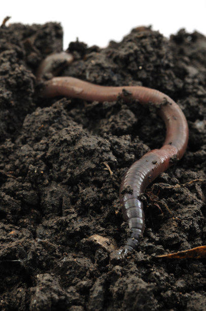 为何蚯蚓土能够成为植物的最爱,好处还真不少,一般花肥比不了