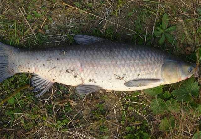 在农村钓了100多斤的青鱼,以价格1500卖了,是不是亏了?