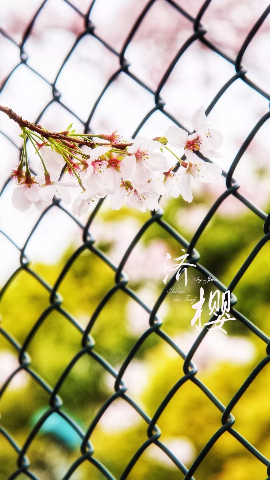 中国这10所大学壁纸第二期！厦门大学、中山大学等在列