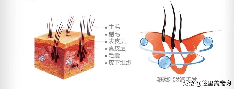 卵磷脂的结构示意图图片