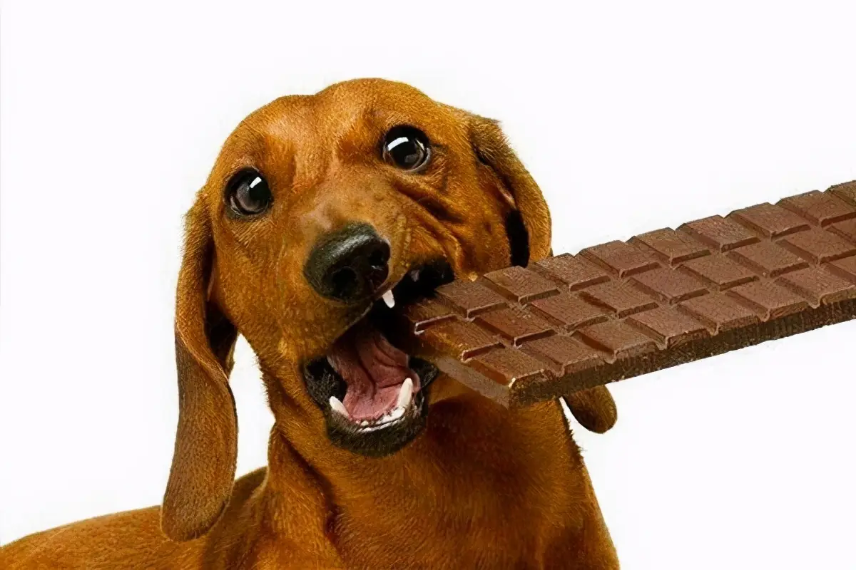 狗吃巧克力会死吗？你敢不敢试？