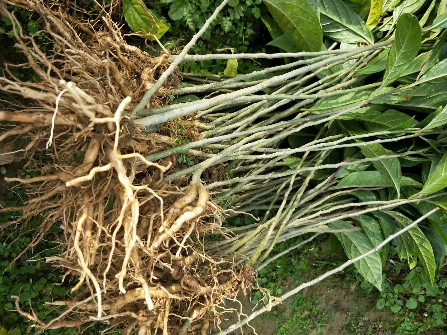 走马胎的功效与作用(走马胎的功效与作用及禁忌症)-我的快乐小窝