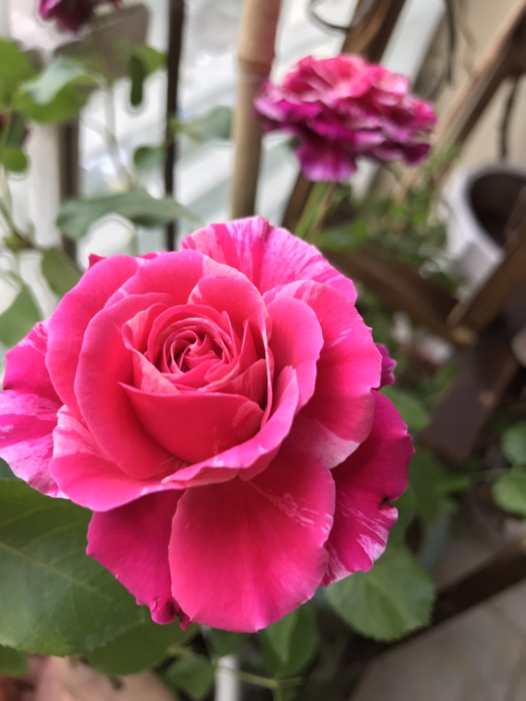 伊蕾莎斯特—无刺的藤本月季,花量巨多,适合做花墙,四季有花看