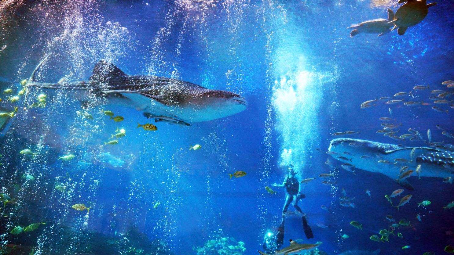 成都海滨城门票价格浓情海滨