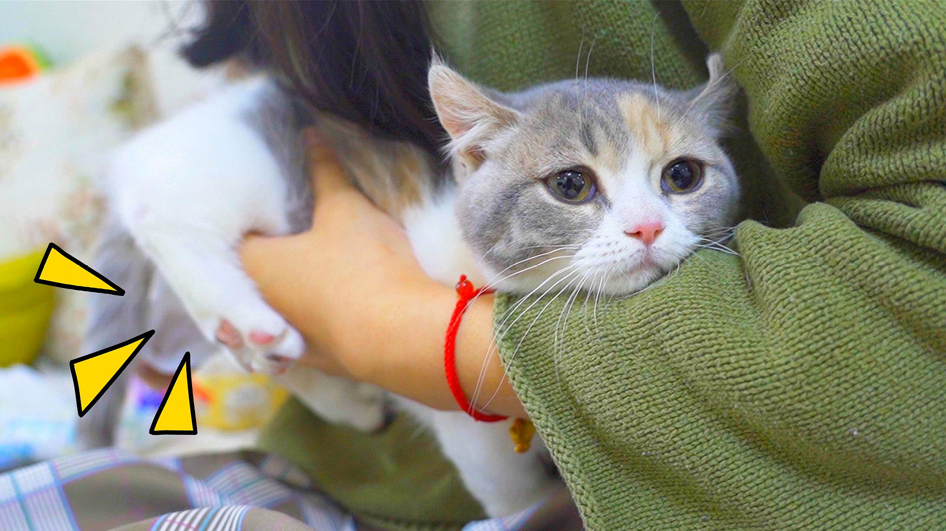 懒人必看！最易饲养猫咪品种推荐排行榜