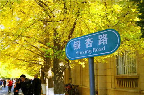 辽宁大学文化景观：银杏路