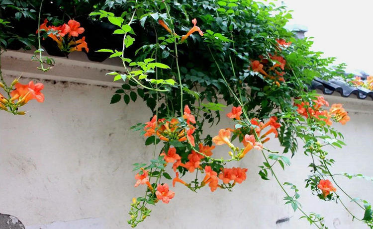 爬山虎的特点(这2种爬墙花生命力顽强长满整面墙壁)