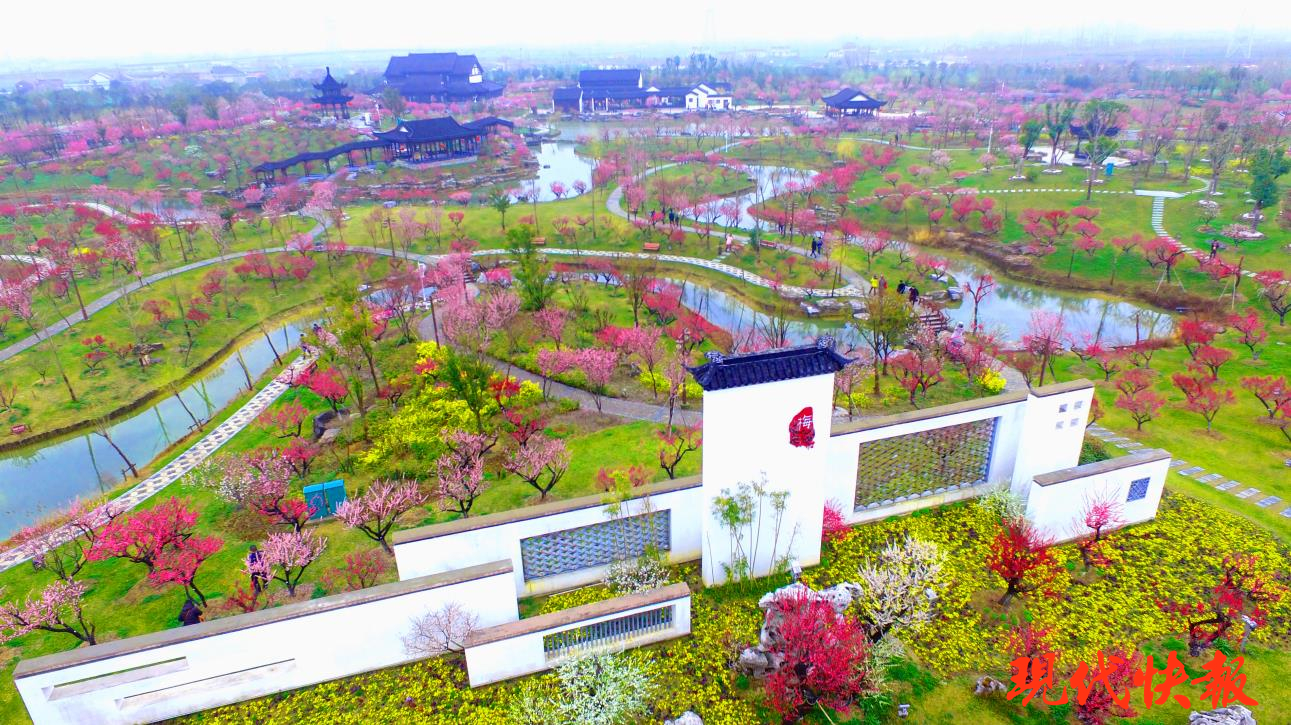 关于大丰梅花湾美篇的美文