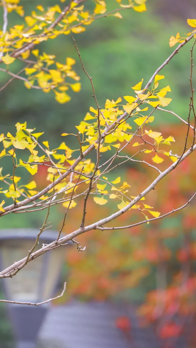 中国这10所大学壁纸第二期！厦门大学、中山大学等在列
