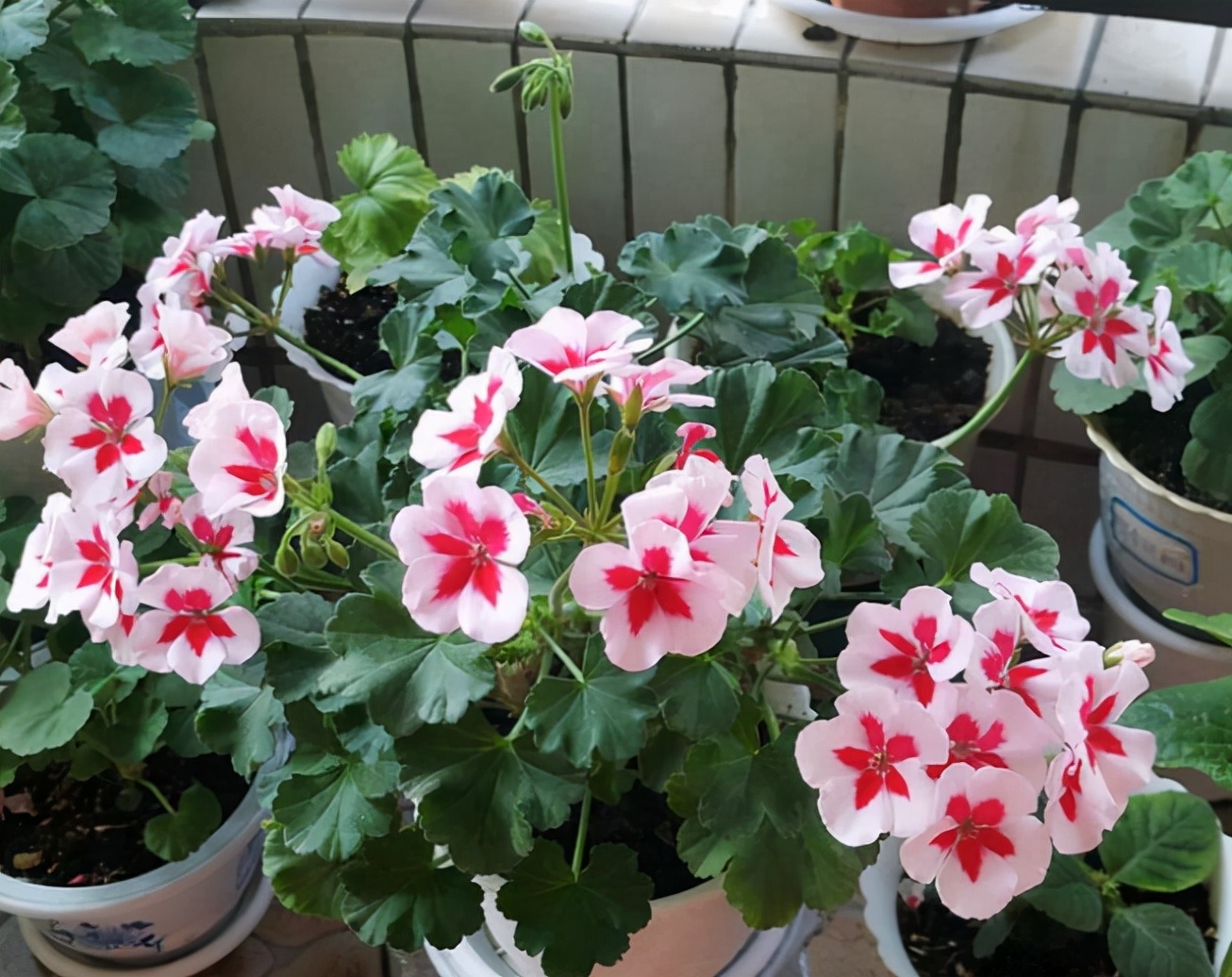 家庭盆栽天竺葵的养殖方法