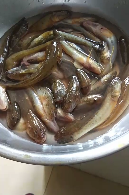 江苏一河沟里出现大量"巨型土憨巴",其实这是一种海里的沙光鱼