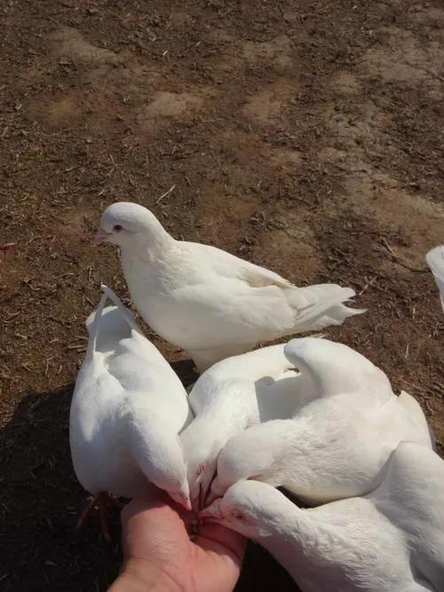 鴿子當寵物怎麼養最佳科普