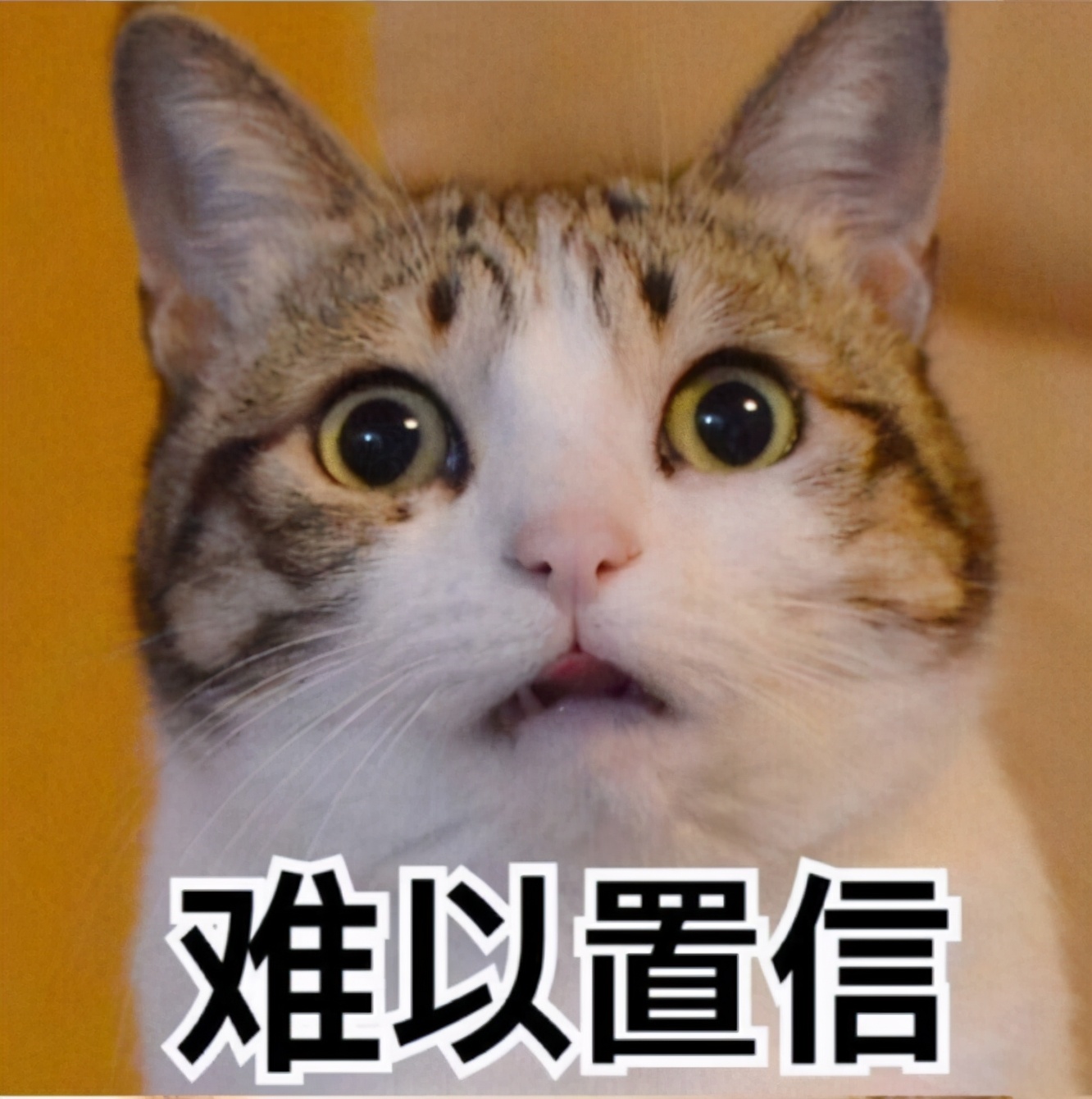 兽医提示：千万别选“黑色”的猫，原因有5个