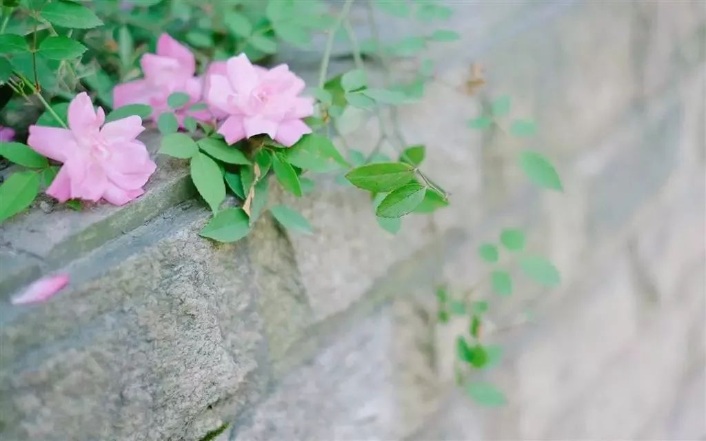 愿有一方小院，静看繁花盛开
