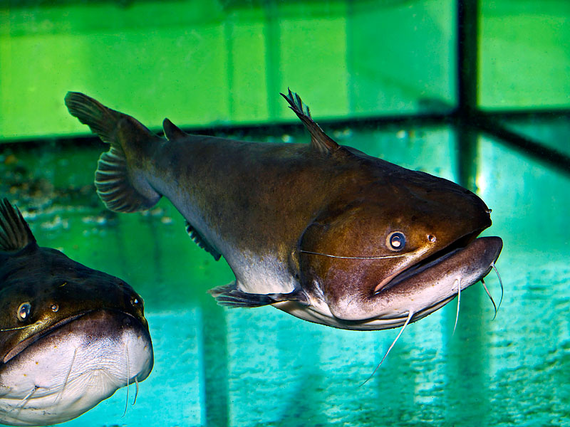 饲养中大型观赏鱼,我们需要做好哪些准备工作,什么鱼比较皮实?