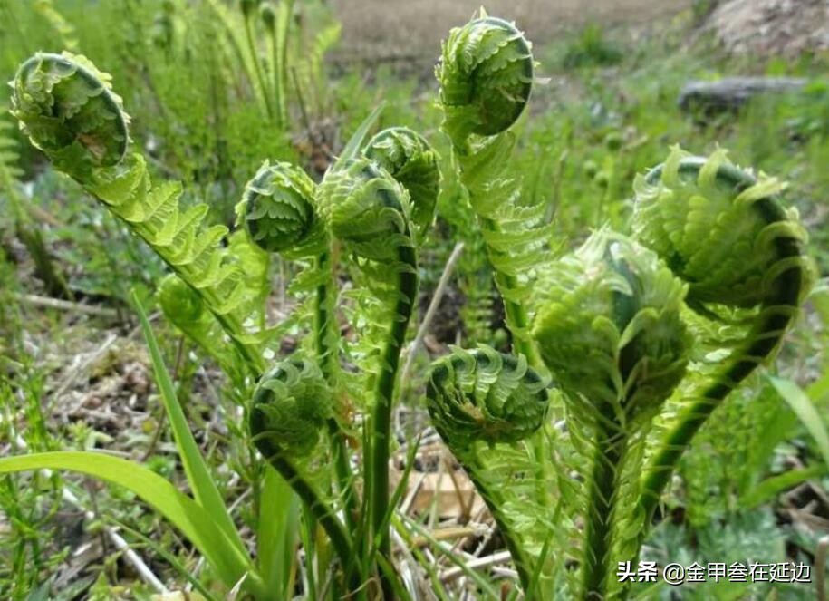 牛毛广图片功效与作用(盘点东北人挚爱的野菜 赤虎壹号