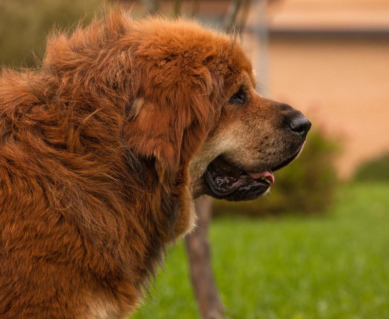 藏敖资料简介（一文带你了解世界上最凶猛的犬种）