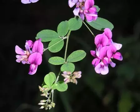 日本的大学校徽都长什么样