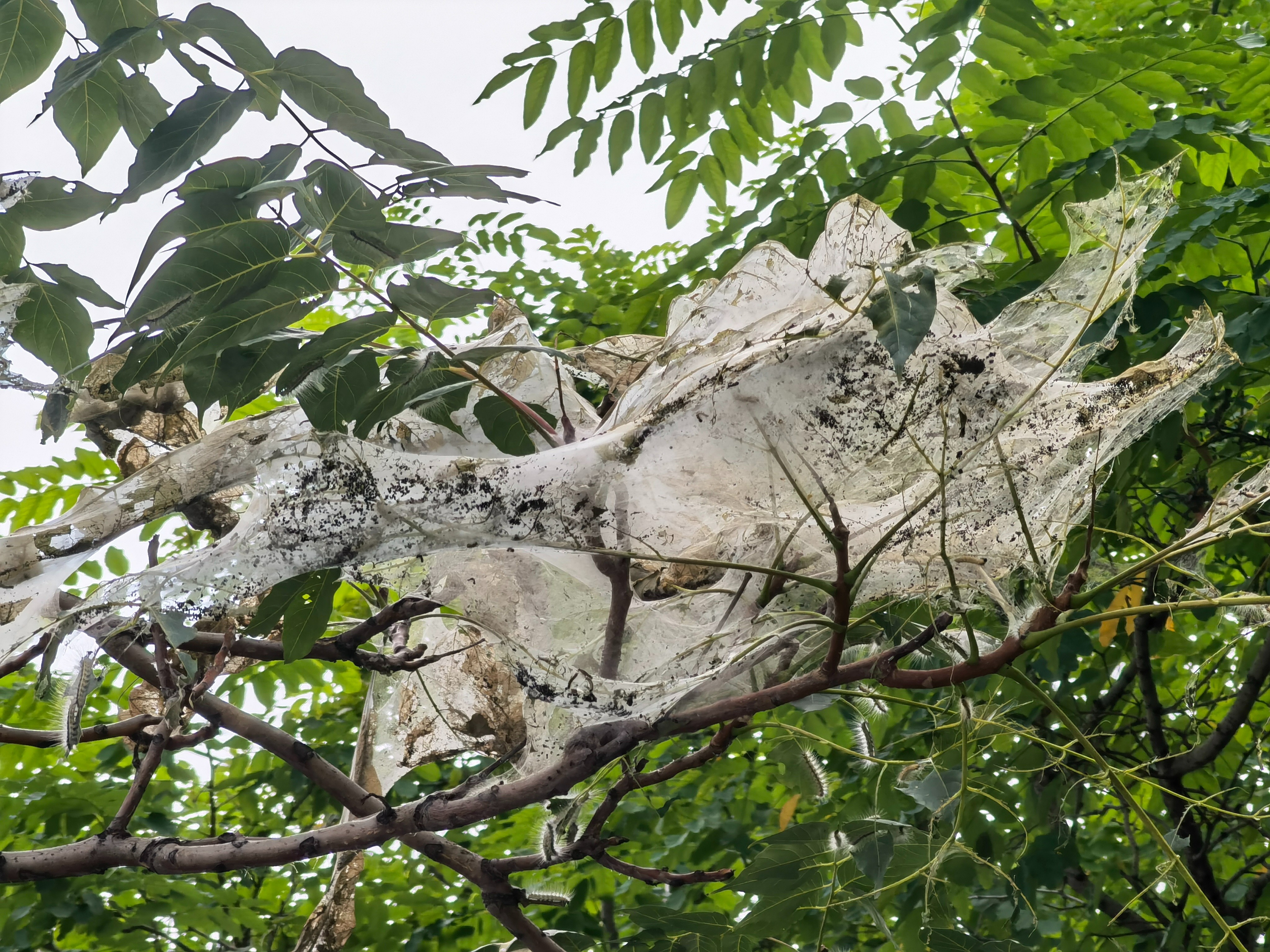北京望京北小河树木遭遇美国白蛾,有树整株被吃光