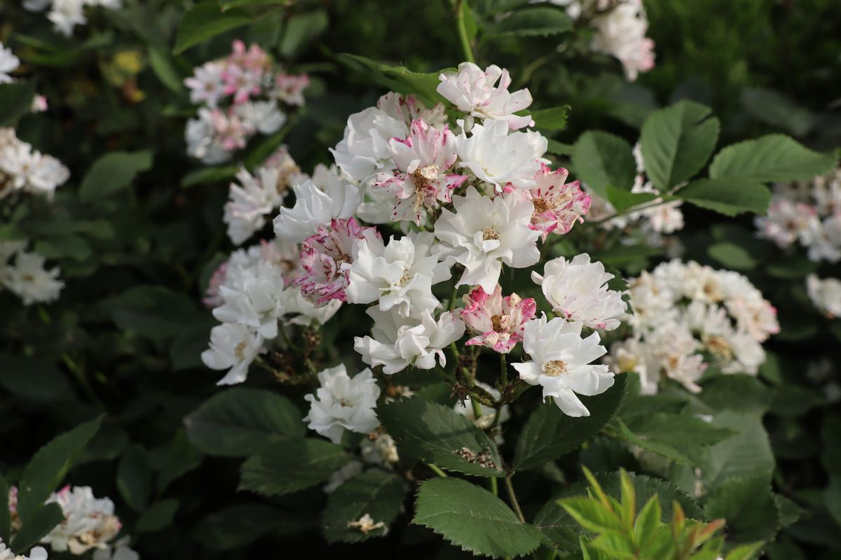 家里养蔷薇，给它扎个“花架子”，蹭蹭爬成花墙