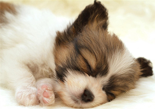 一到三个月的小狗吃什么