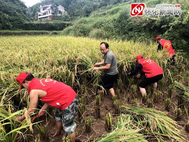 应重视丘陵山区水稻机收，畅销履带收割机中有适用机型