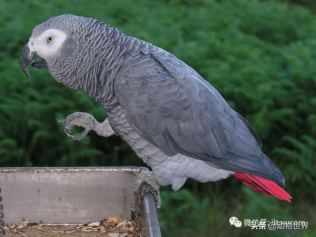 非洲灰鹦鹉图片（最聪明的鸟类之非洲灰鹦鹉介绍）