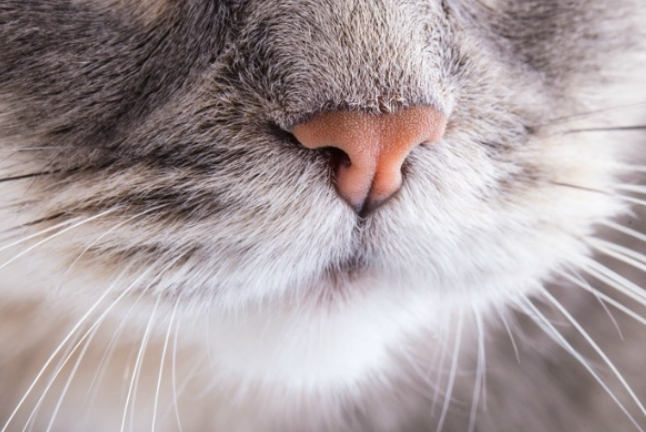 猫咪鼻子干点好，还是湿点好？告诉你答案