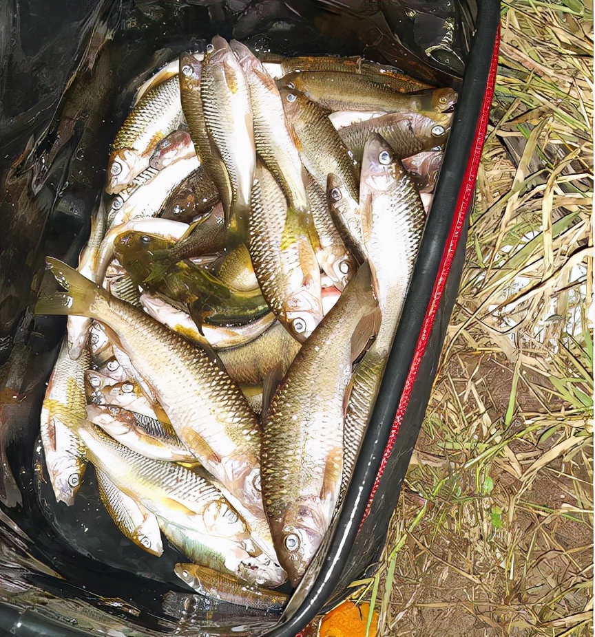 石斑鱼多少钱一斤市场报价多少钱