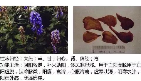 300个中草药图谱（附主治功效），知道一半就太牛了（上）