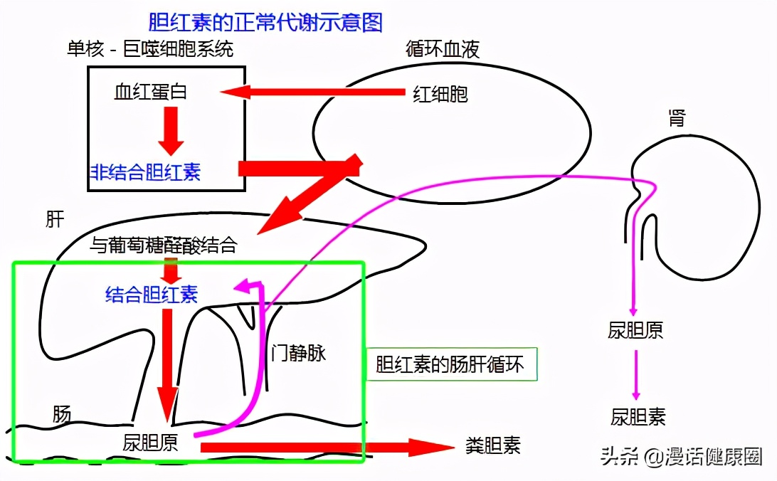 胆红素高千万别不当回事！医生告诉你实情